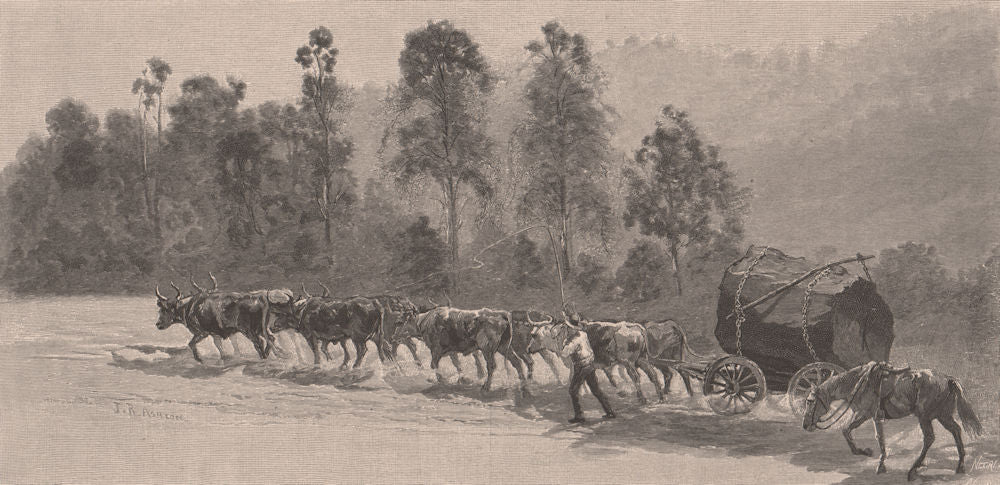Cedar-Getting on the RICHMOND RIVER. New South Wales. Australia 1888 old print